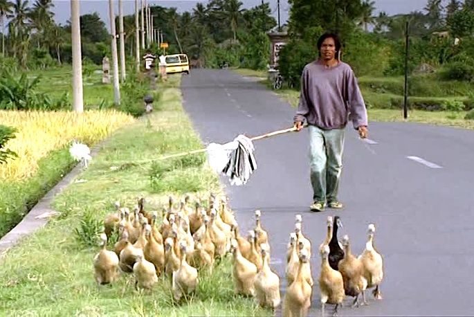 Indonesian rice farmer driving his geese