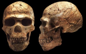 Ancient anatomically modern humans.