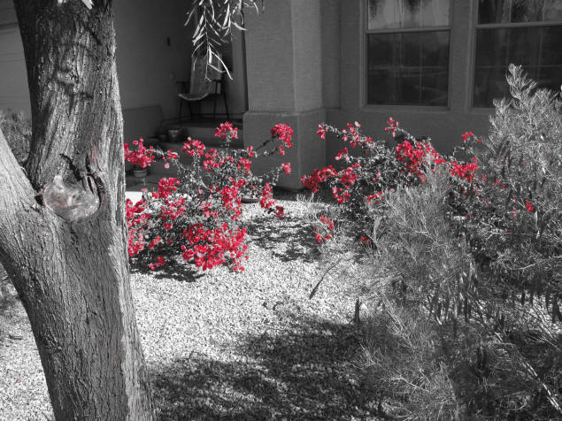 Example of Canon Powershot G10's "Color Accent" mode.