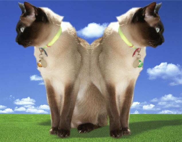 Siamese Twin Cats