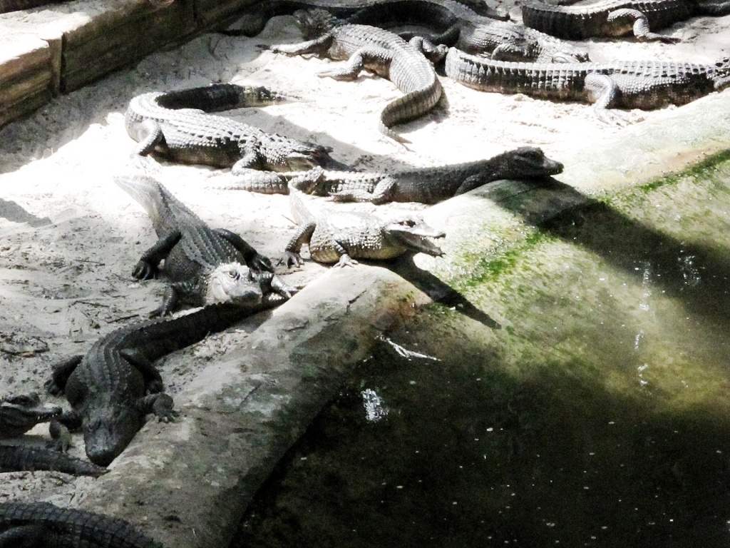 Alligators at the St. Augustine Alligator Farm.