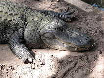 Yet another alligator.