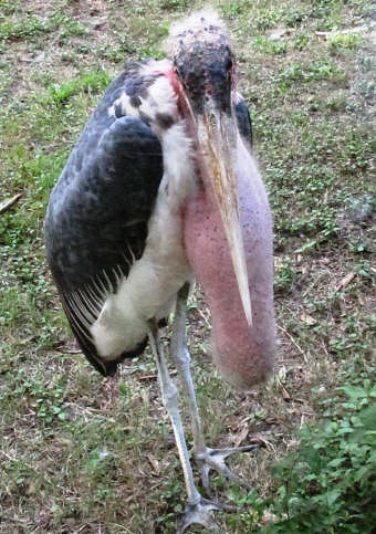 Marabou Stork.