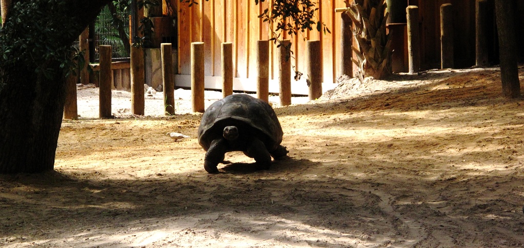 Gallopagos Tortoise