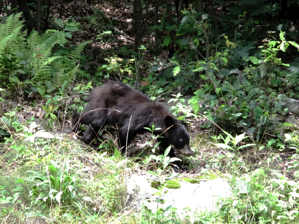 Bear cub foraging in Shenandoah National Park.