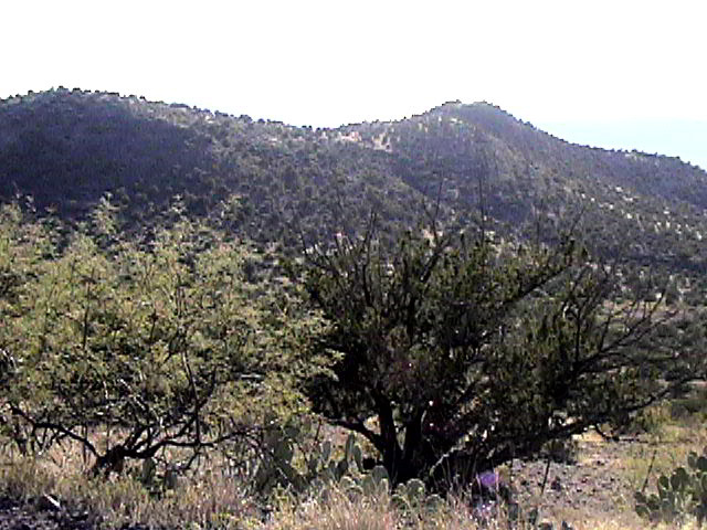 Junipers and Piñons pair in Fossil Springs Wilderness