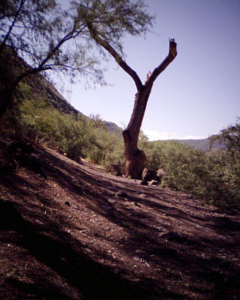 Dead cottonwood near the cliff wall.
