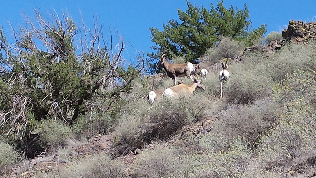 Wild mountain sheep in Fossil Springs Wilderness