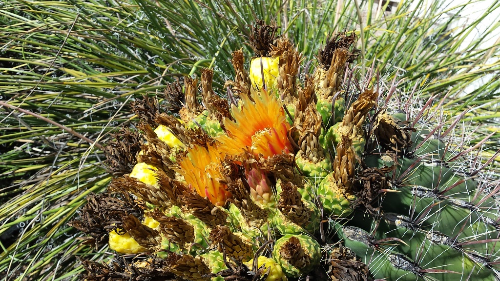 Flowering cactus, Camp Verde