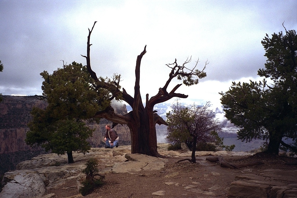 A 2000-year-old tree.