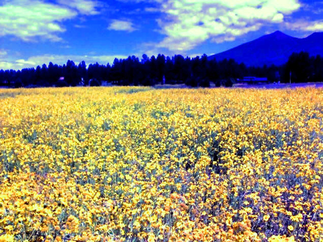 Field of flowers outside Flagstaff.