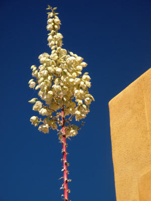 Yucca blossom in Biosphere 2 village.