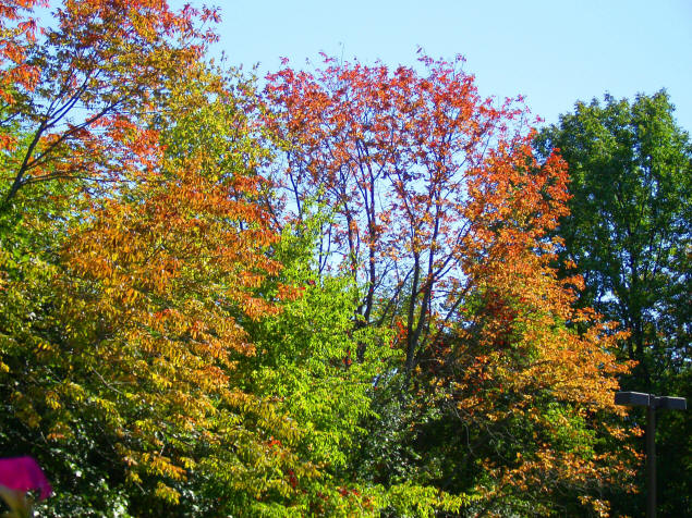 Fall folliage in Connecticut.