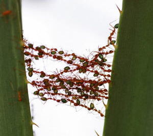 Ants build a bridge from one leaf to another.